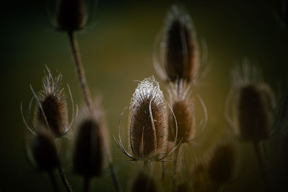 Thistle’s Quiet Radiance Photography Art | Kevin Morris Photography USA