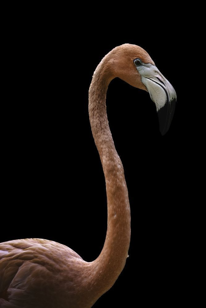 Flamingo’s Midnight Pose Photography Art | Kevin Morris Photography USA