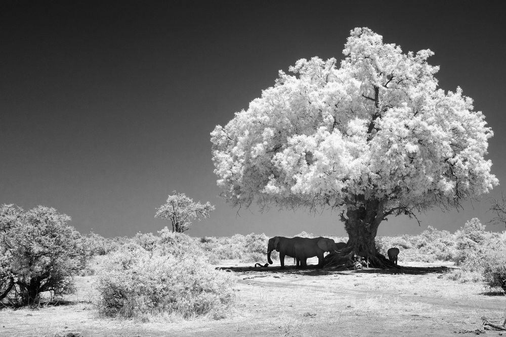 Shade Of The Quiet Giants Photography Art | Kevin Morris Photography USA