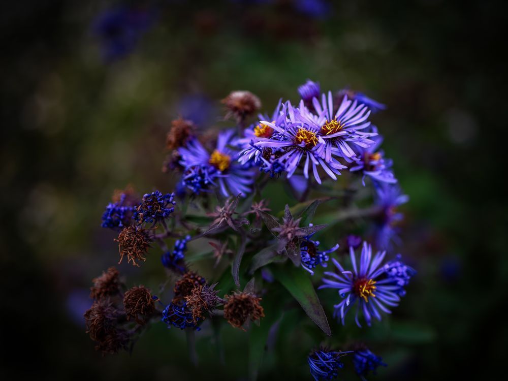 Purple Photography Art | Kevin Morris Photography USA