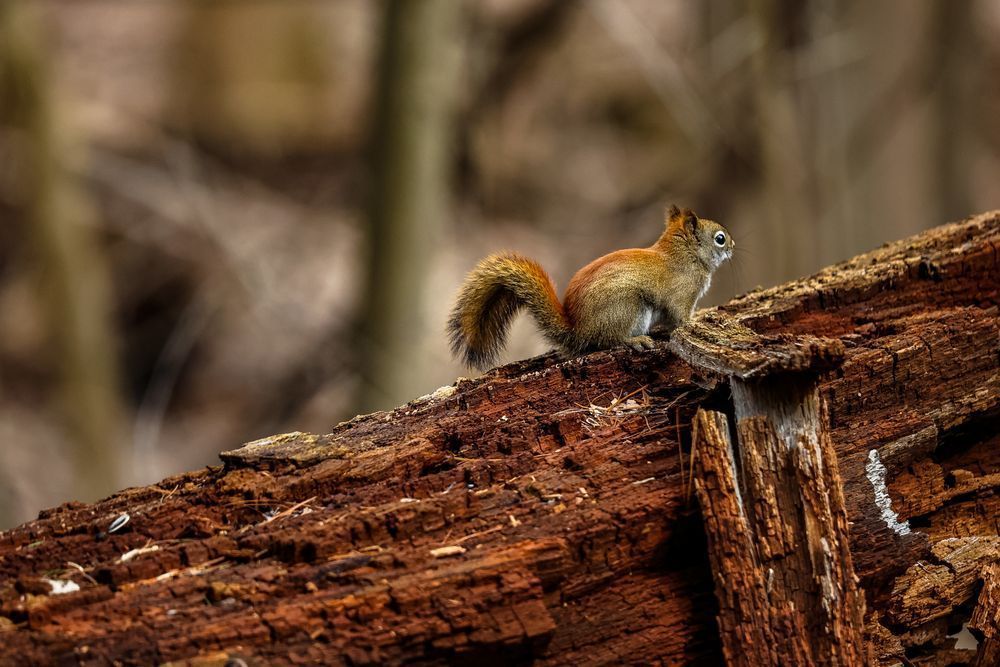 Squirrel Photography Art | Kevin Morris Photography USA