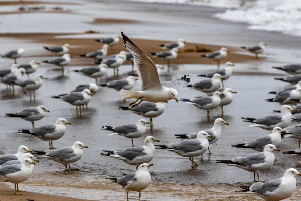 Reflections Of Feathered Landing Photography Art | Kevin Morris Photography USA