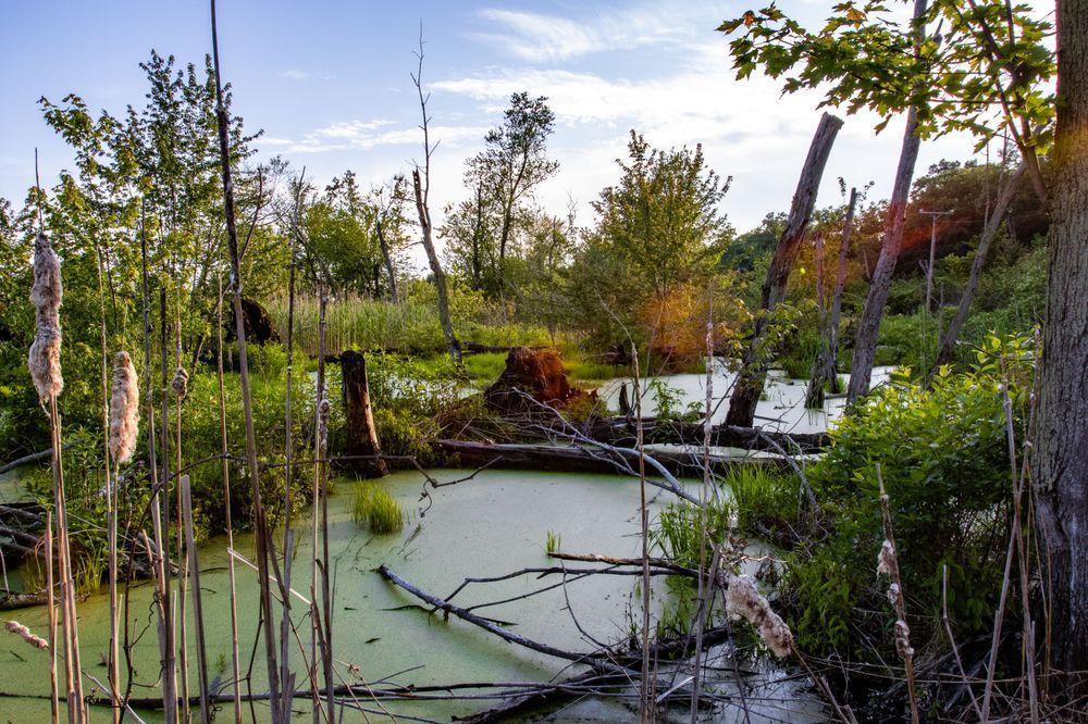 Sunlit Whispers Over Watery Greens Photography Art | Kevin Morris Photography USA