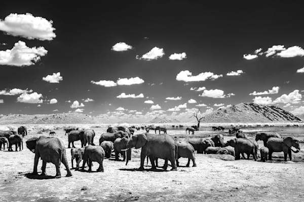 Elephants under Expansive Skies