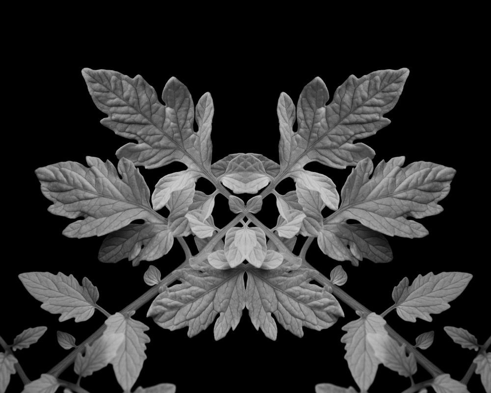 Flora on Black Series
