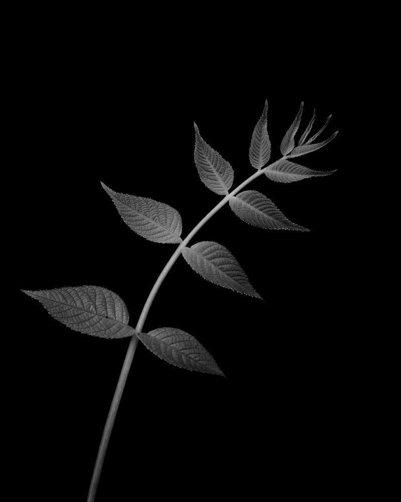 Leafy Lyrical Curve Photography Art | Kevin Morris Photography USA