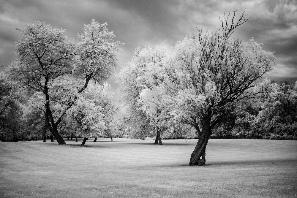 Twisted Trees Photography Art | Kevin Morris Photography USA