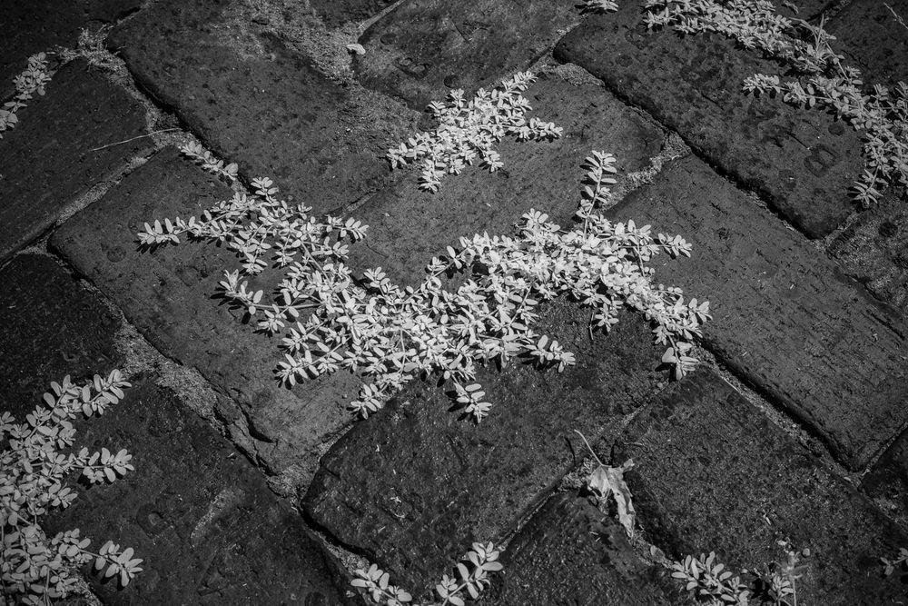 Life’s Echo Amidst Urban Stones Photography Art | Kevin Morris Photography USA