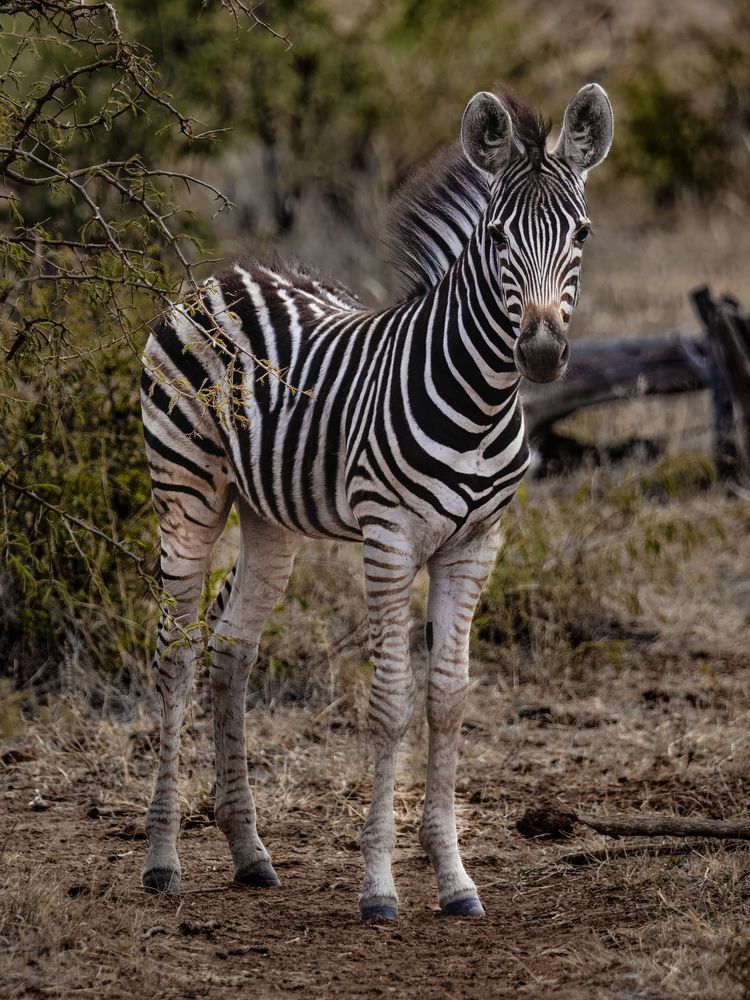 The Lone Zebra’s Still Watch Photography Art | Kevin Morris Photography USA