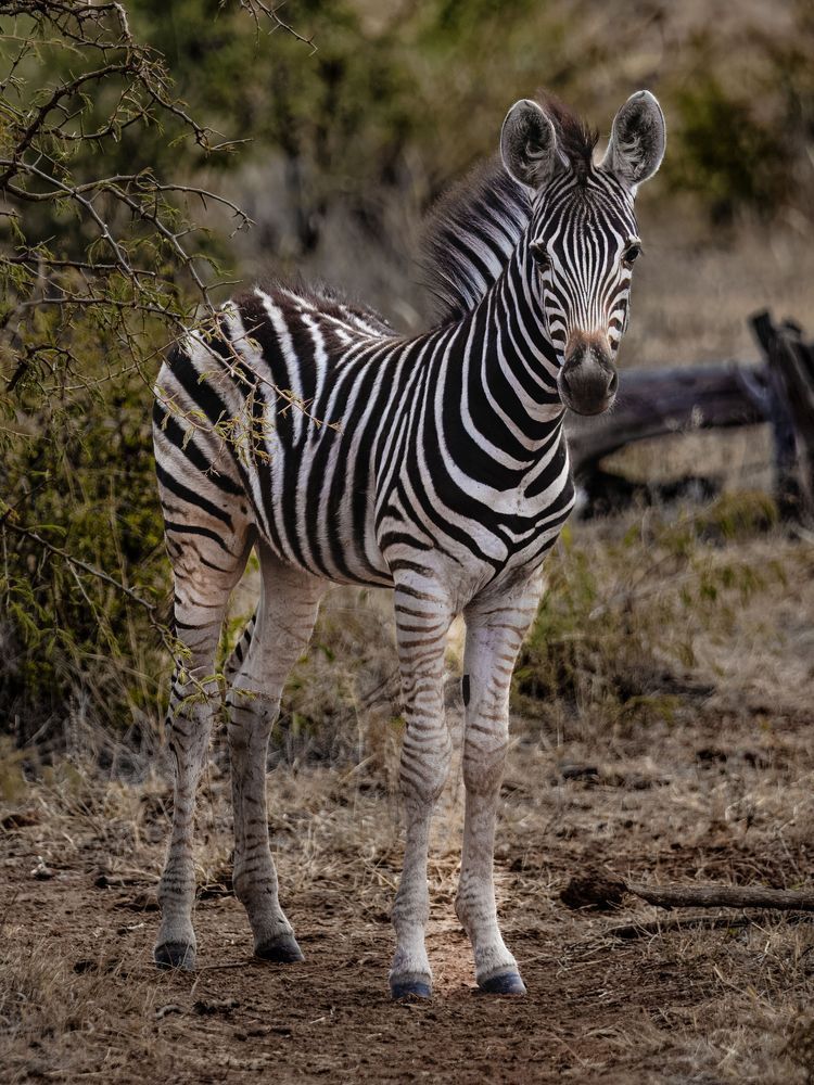 The Lone Zebra's Still Watch Photography Art | Kevin Morris Photography USA