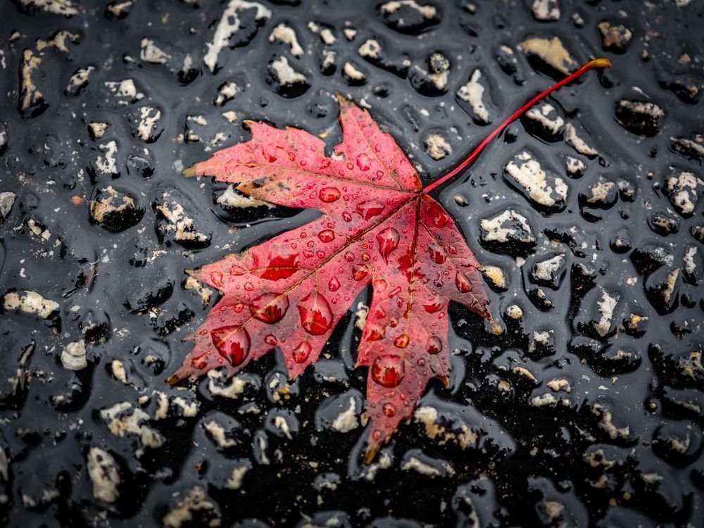 Red, Wet, Maple Leaf Photography Art | Kevin Morris Photography USA