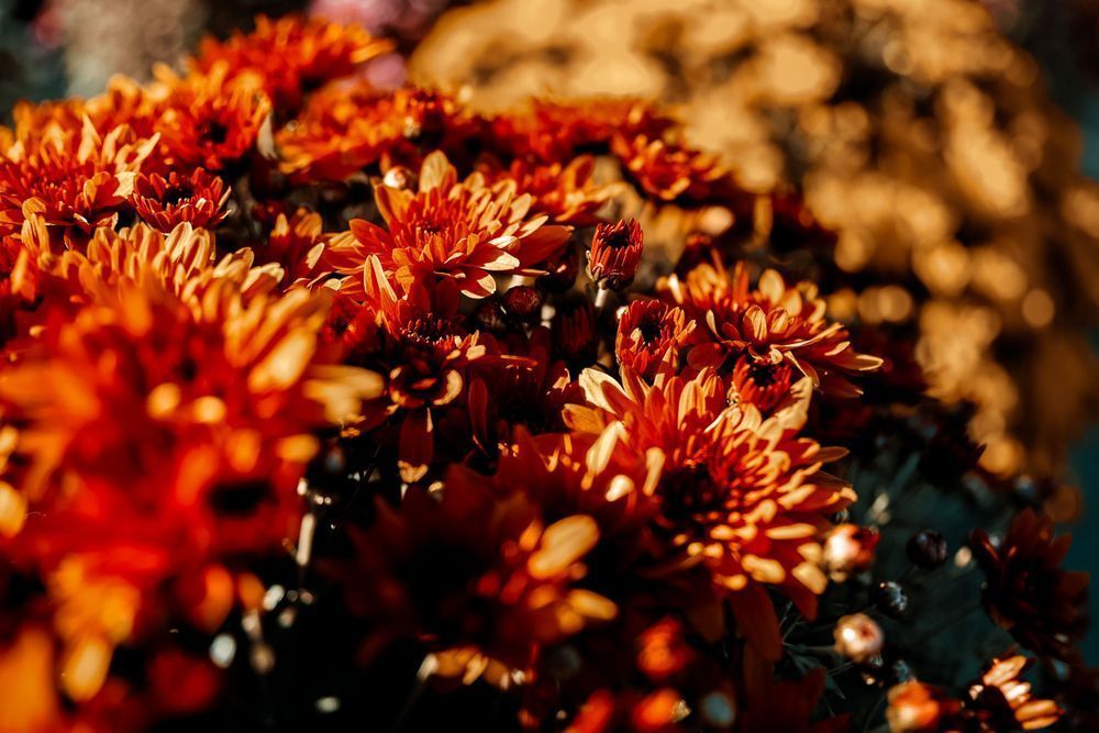 Mums Photography Art | Kevin Morris Photography USA