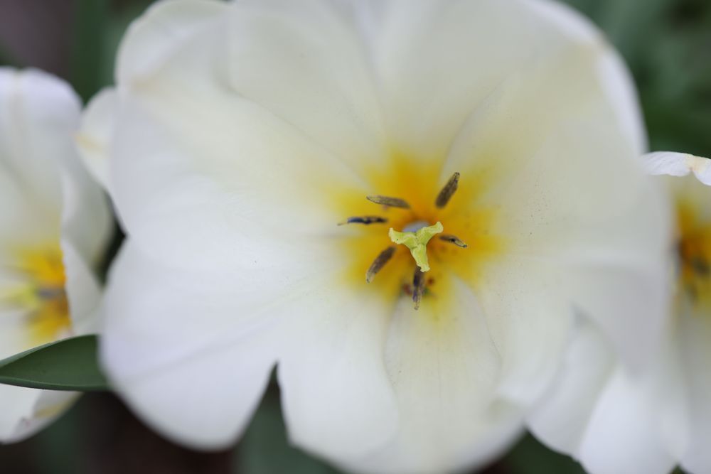 Tulip Photography Art | Kevin Morris Photography USA
