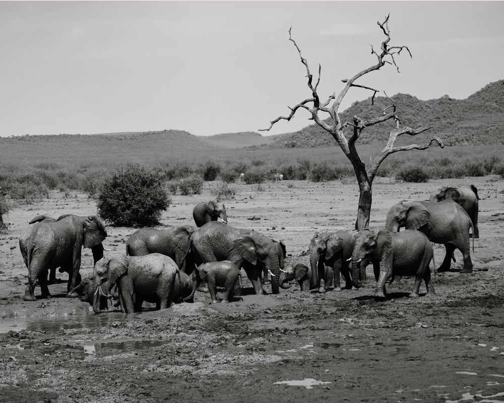 Gathering Of Giants Photography Art | Kevin Morris Photography USA