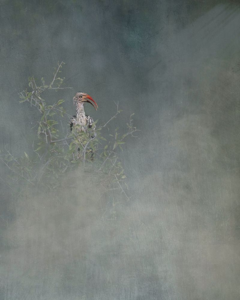 Mist And Branch Photography Art | Kevin Morris Photography USA