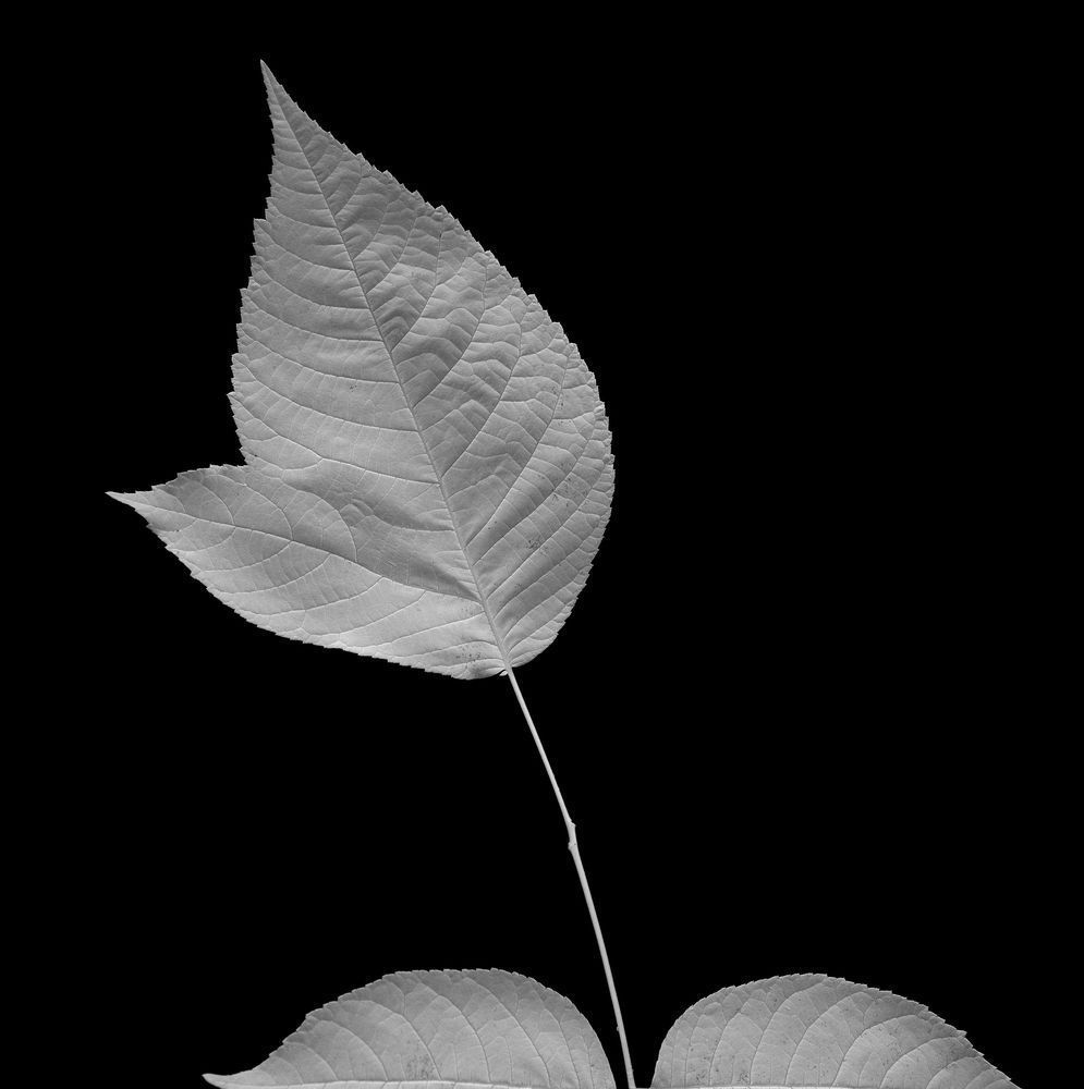 Flora On Black 6 Photography Art | Kevin Morris Photography USA