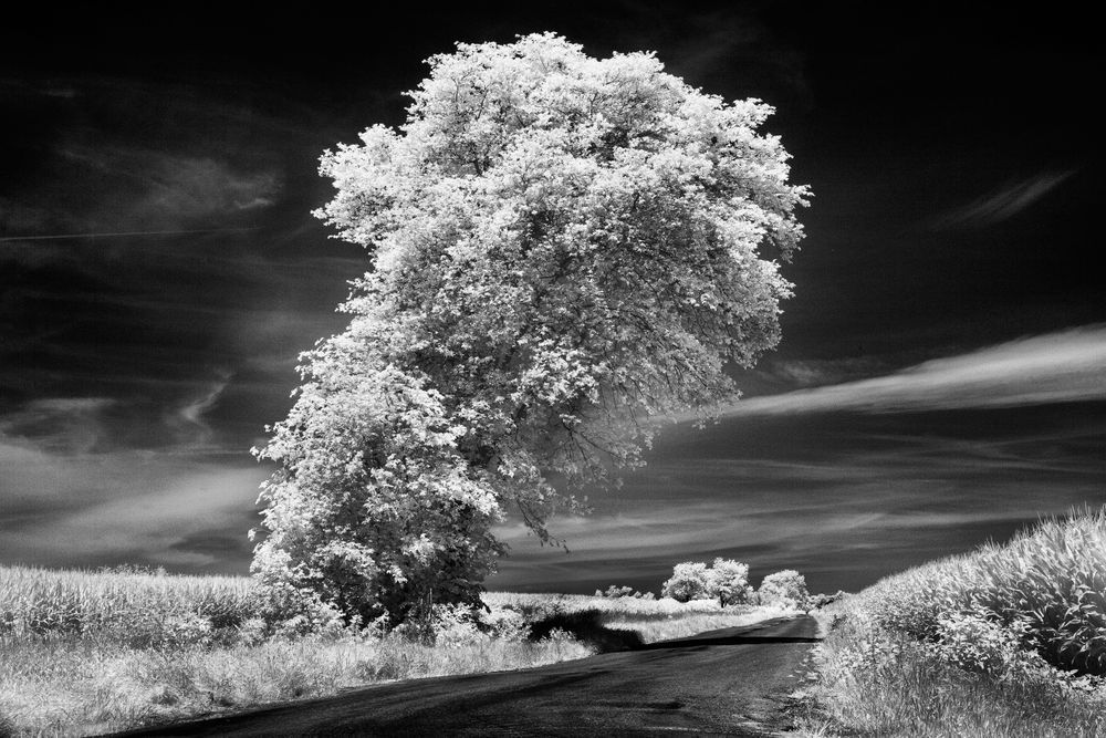 Guardian Of The Road Photography Art | Kevin Morris Photography USA