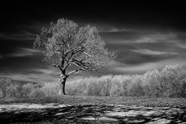 Solitary Sentinel Against the Sky