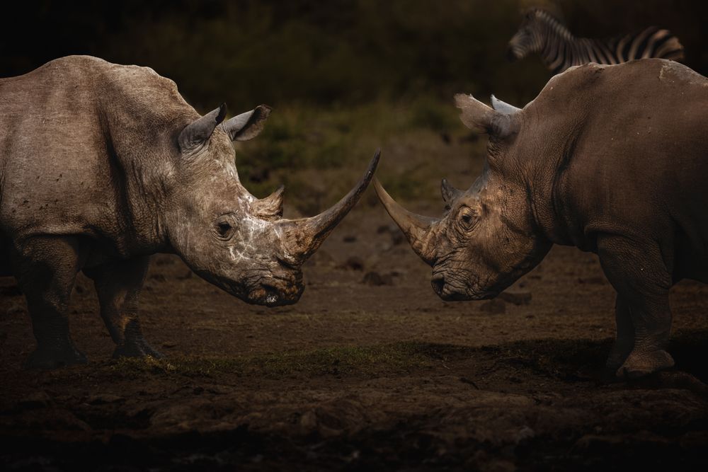Clash Of Silent Titans Photography Art | Kevin Morris Photography USA