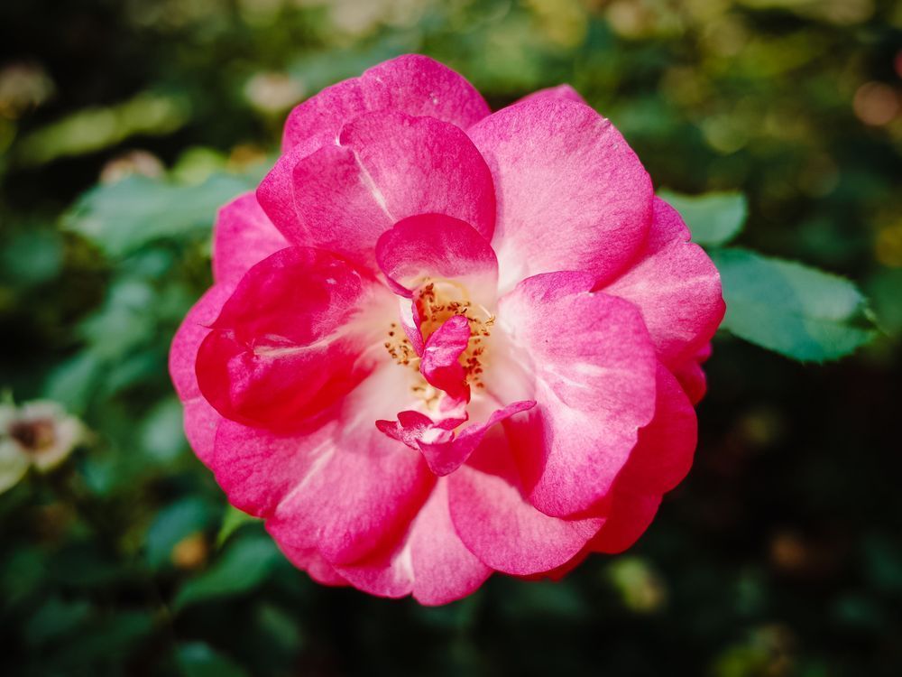 Little Rose Photography Art | Kevin Morris Photography USA