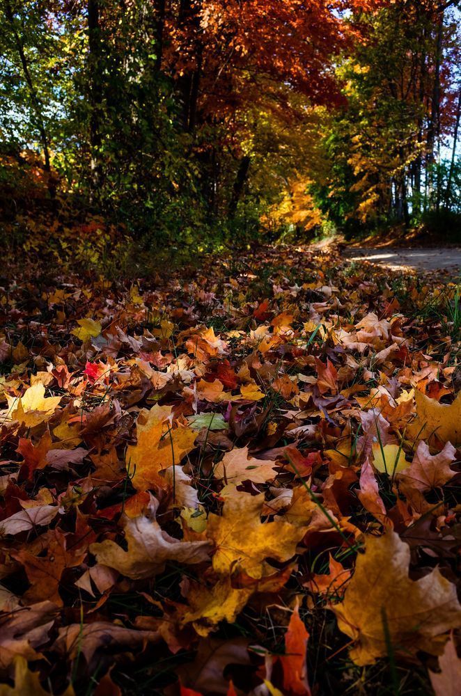 Leaves Photography Art | Kevin Morris Photography USA