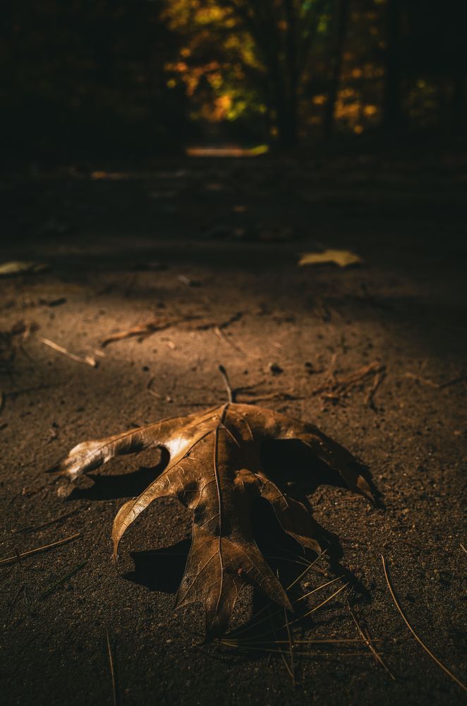 Oak Leaf Photography Art | Kevin Morris Photography USA