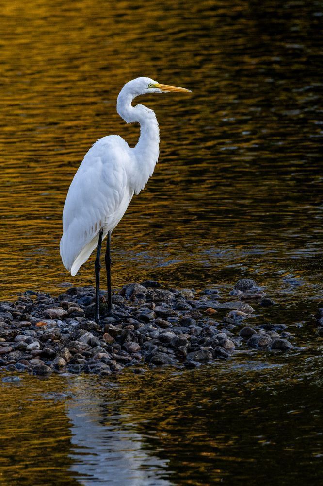 Golden Edge Of Morning Light Photography Art | Kevin Morris Photography USA