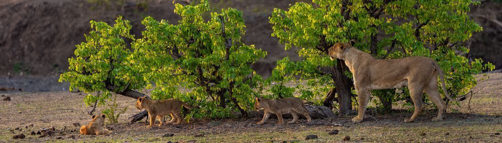 Cubs’ Journey Beneath The Sunlit Leaves Photography Art | Kevin Morris Photography USA