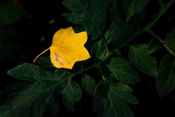 Sunlit Whisper Among Hidden Greens