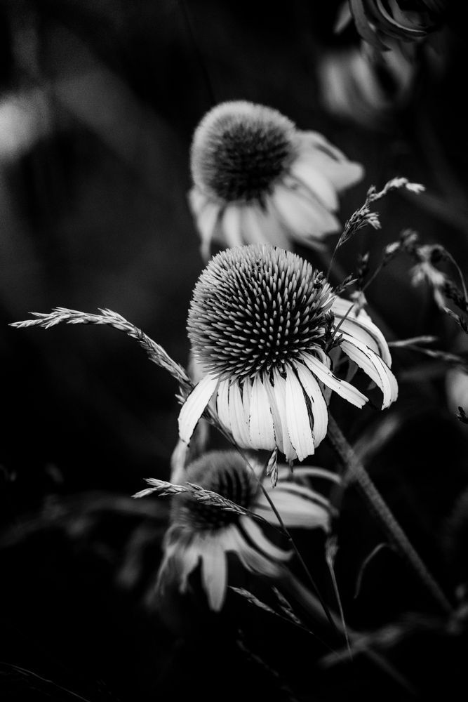 Contours Of A Silent Coneflower Photography Art | Kevin Morris Photography USA