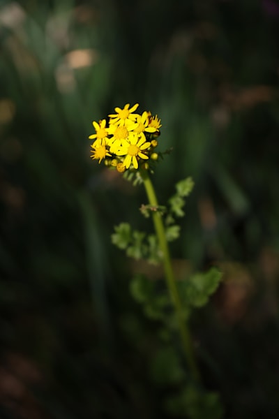 Sunlit Petals Against the Quiet Dark