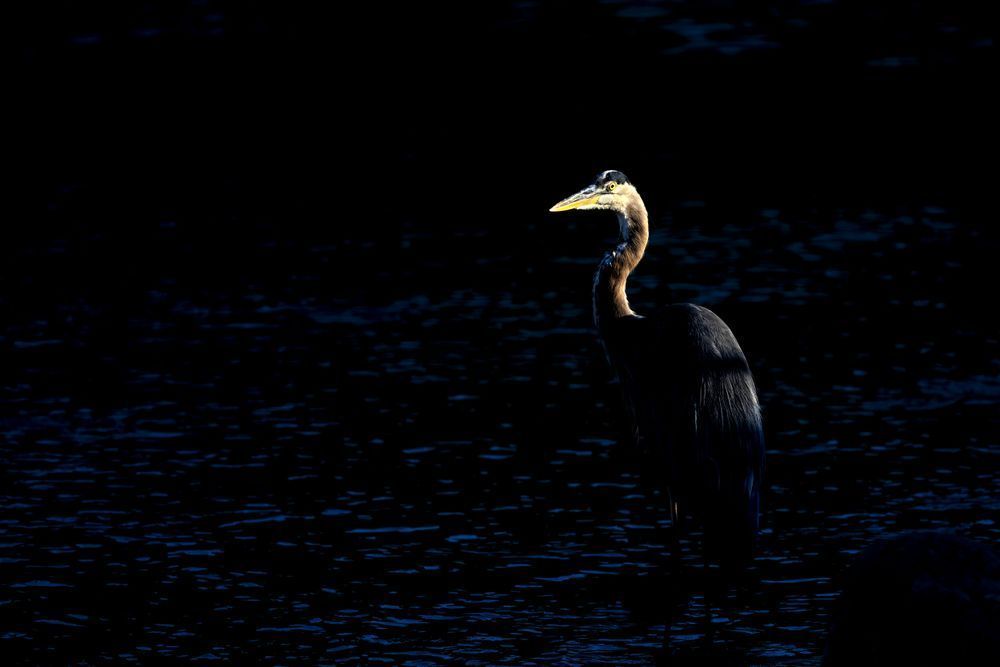 Whispered Stillness Of The Heron Photography Art | Kevin Morris Photography USA