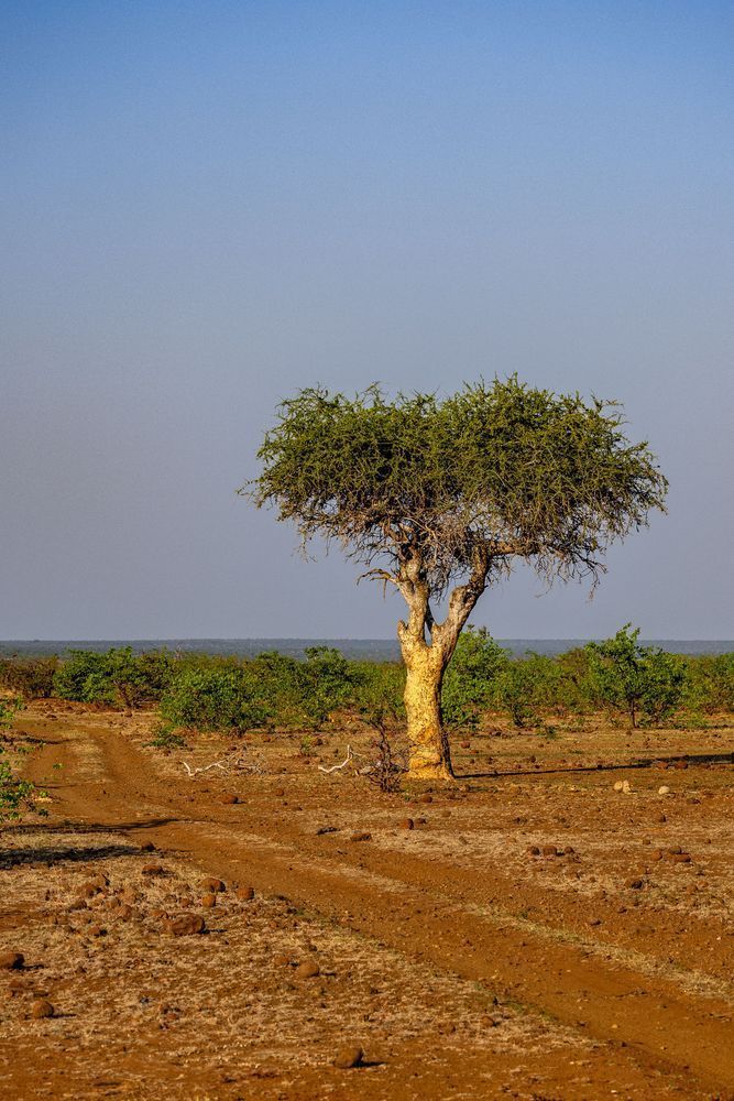 Beauty Of Botswana Photography Art | Kevin Morris Photography USA