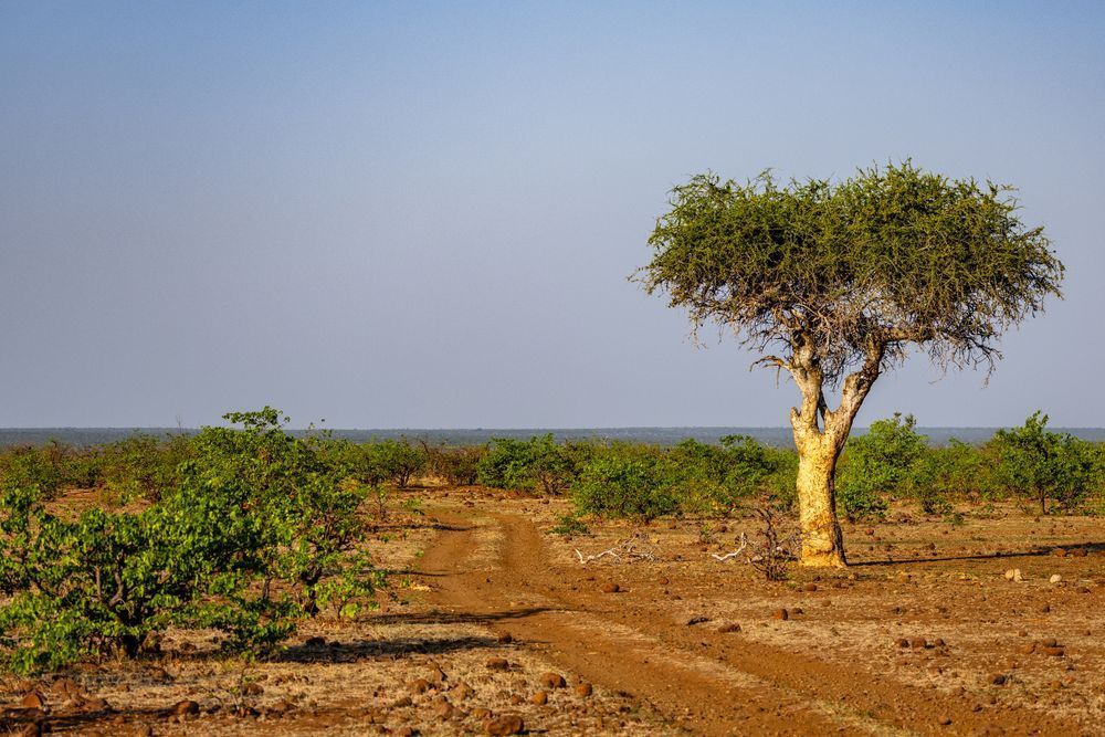 Guardian Of The Parched Horizon Photography Art | Kevin Morris Photography USA