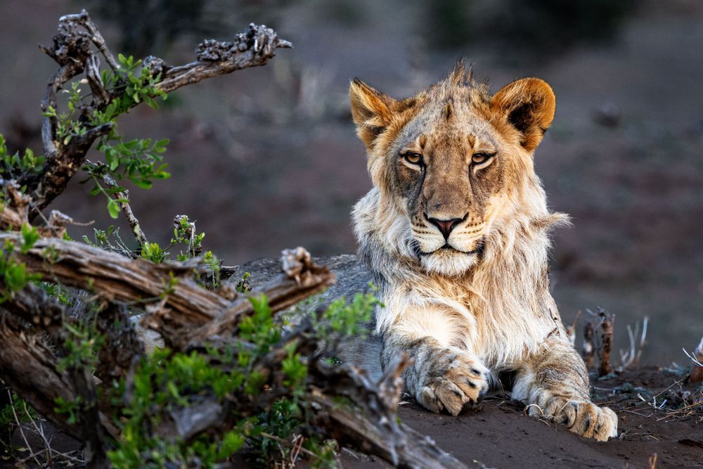 The Tawny Sentinel’s Gentle Rest Photography Art | Kevin Morris Photography USA
