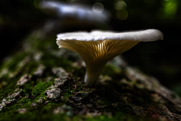 Glowing Forest Elegance