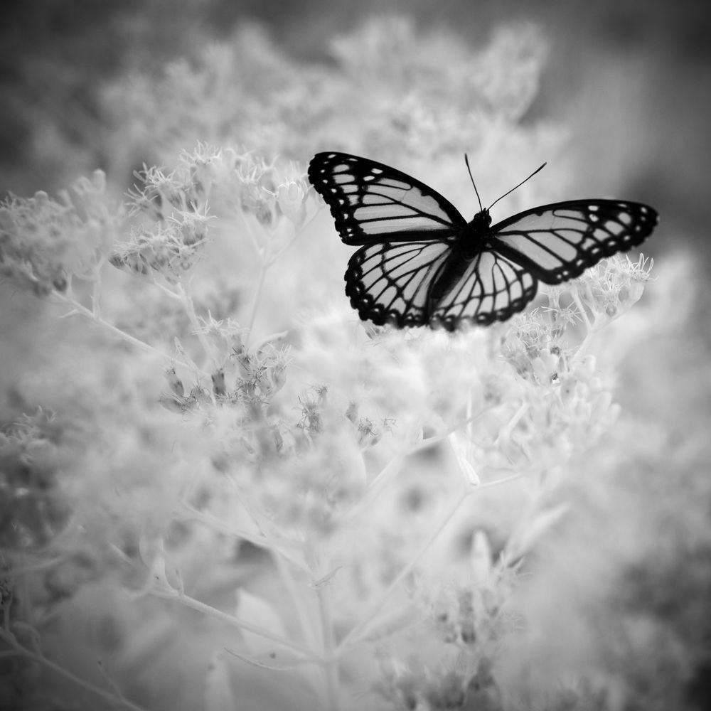 Butterfly Photography Art | Kevin Morris Photography USA