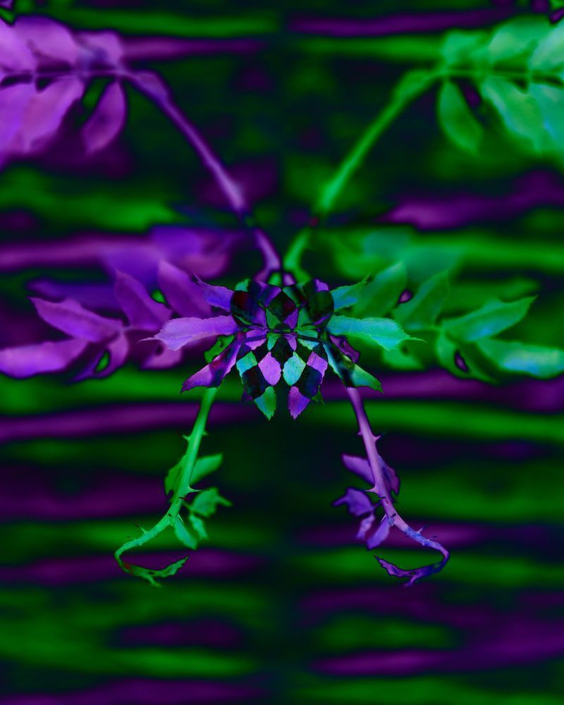 Floralalienpurplegreen Photography Art | Kevin Morris Photography USA