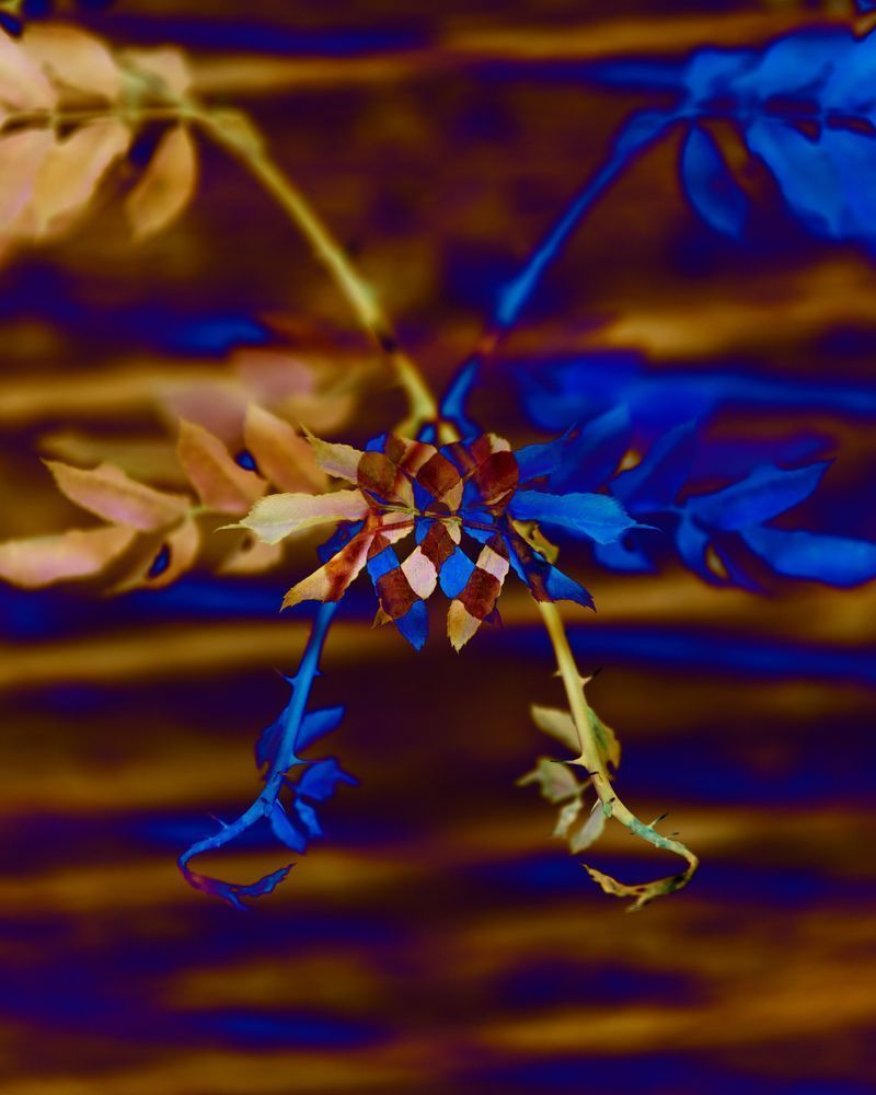 Gold And Blue Floral Alien Photography Art | Kevin Morris Photography USA