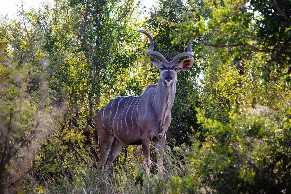 Majestic Kudu Photography Art | Kevin Morris Photography USA