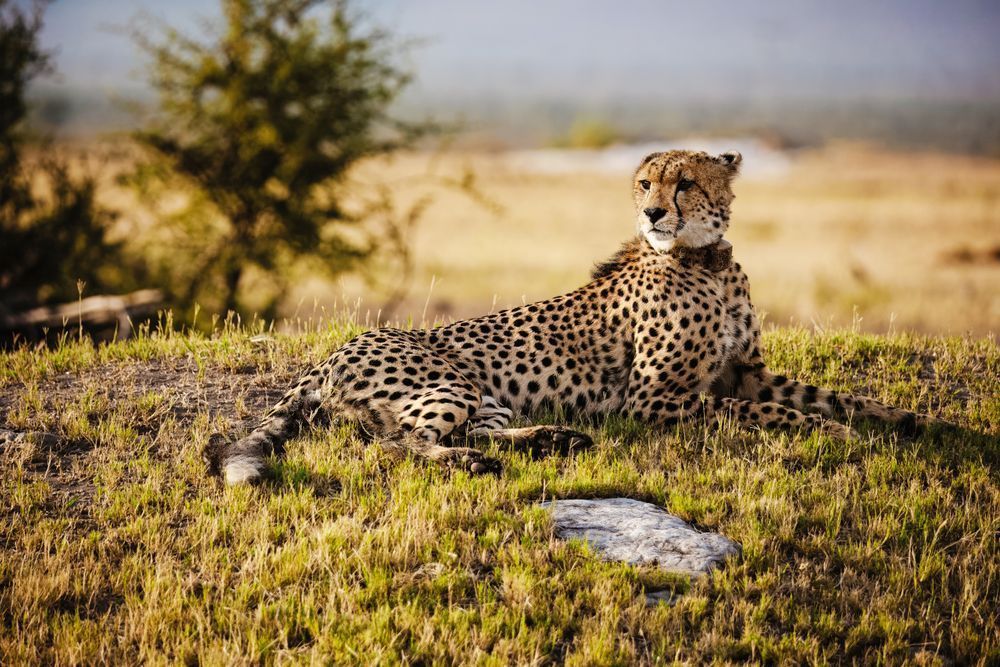 Cheetah's Graceful Respite Photography Art | Kevin Morris Photography USA