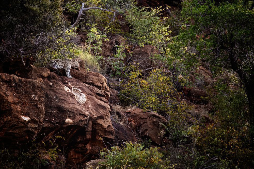 Stealthy Elegance In Nature's Cradle Photography Art | Kevin Morris Photography USA