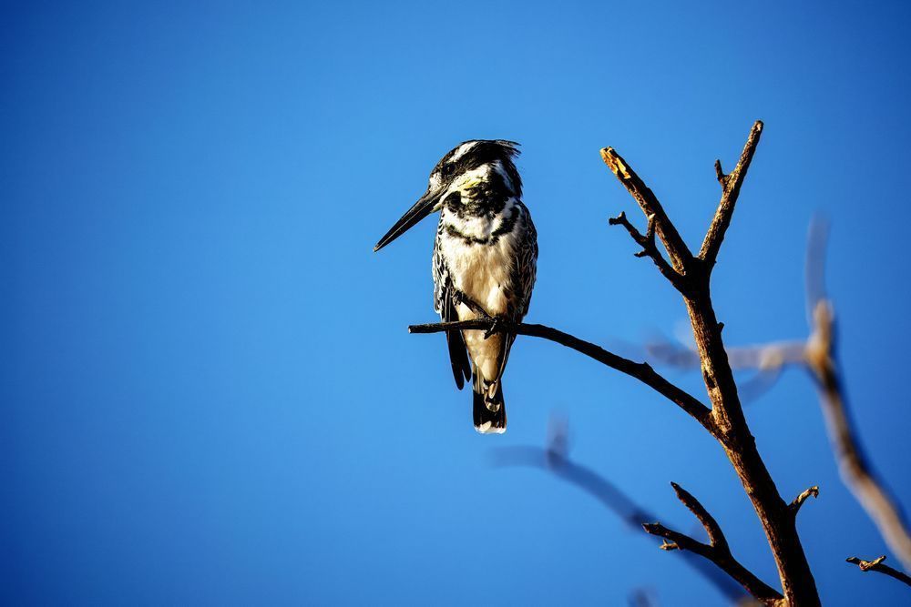 Perched Kingfisher In Silent Blue Photography Art | Kevin Morris Photography USA