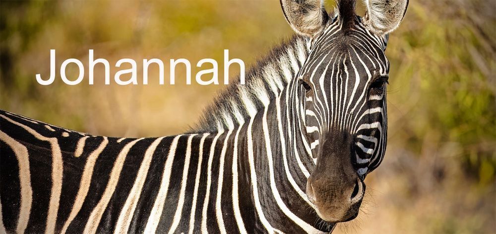Safari2024 7 Johannah Photography Art | Kevin Morris Photography USA