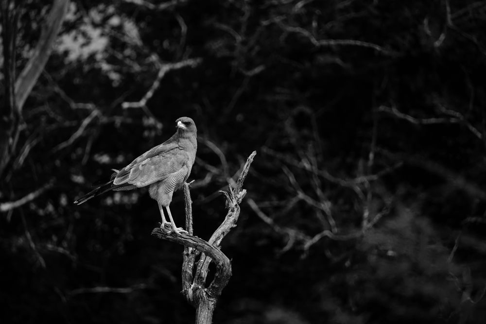 Perched In Poetic Shadows Photography Art | Kevin Morris Photography USA