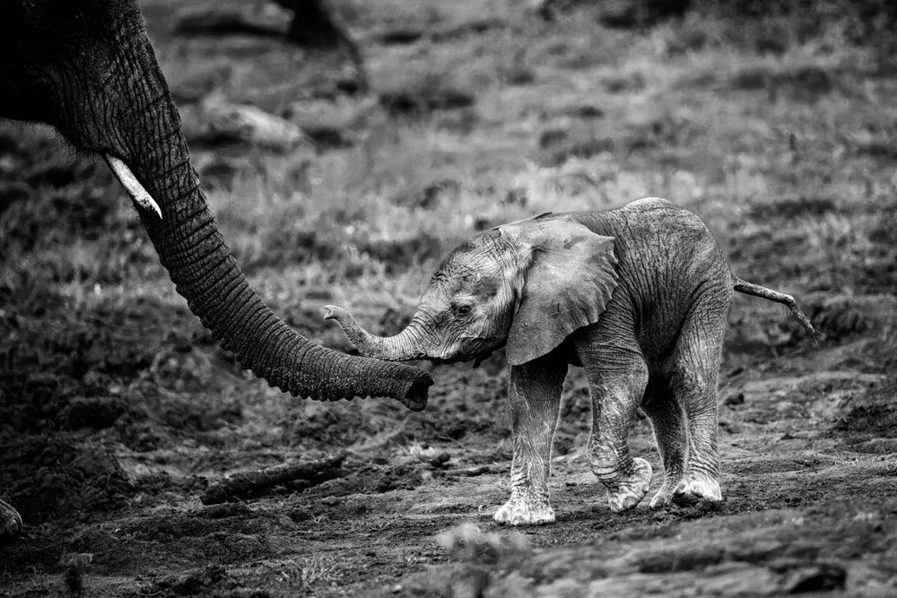 Newborn Elephant Photography Art | Kevin Morris Photography USA
