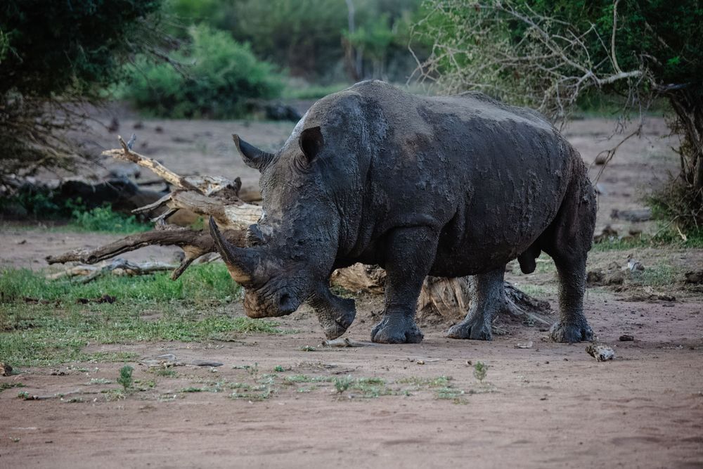 Mighty Rhino Photography Art | Kevin Morris Photography USA
