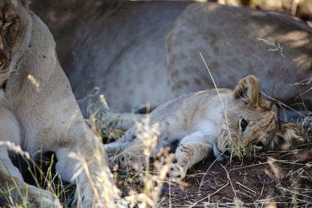 Stillness In The Lion's Sanctuary Photography Art | Kevin Morris Photography USA