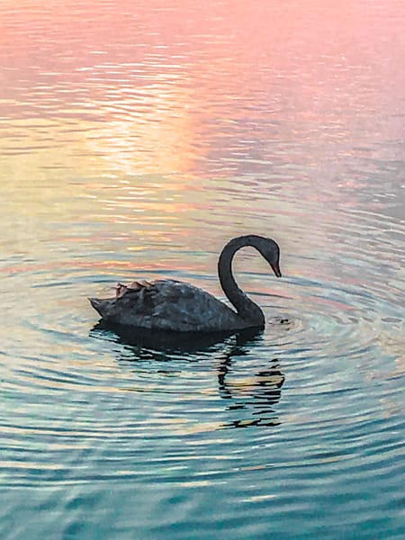 Swans