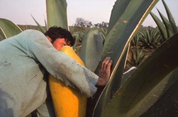 Pulque, Sucking Aguamiel  7.2 Photography Art | Terrence Moore Photography
